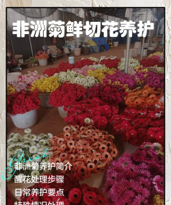 非洲菊如何切花