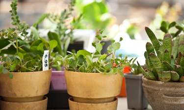 家庭养花用生根粉