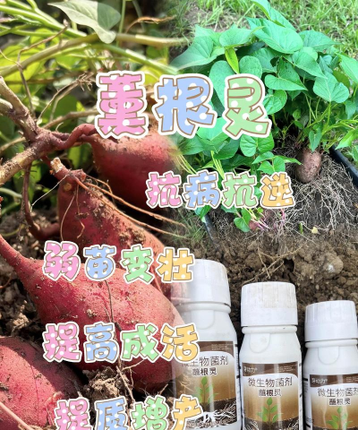 家庭养花用生根粉