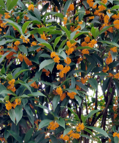 桂花中丹桂什么季节开放