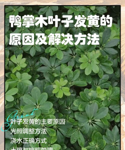 白鸭掌花叶为什么发黄