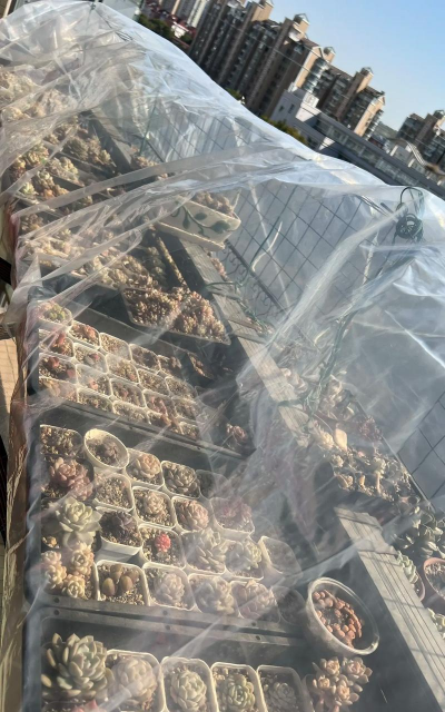 家庭养花用生根粉