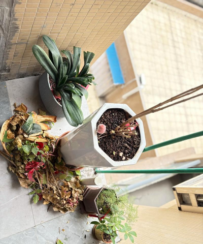 家庭养花用生根粉