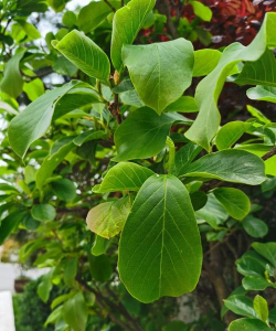 邯郸市市花是什么