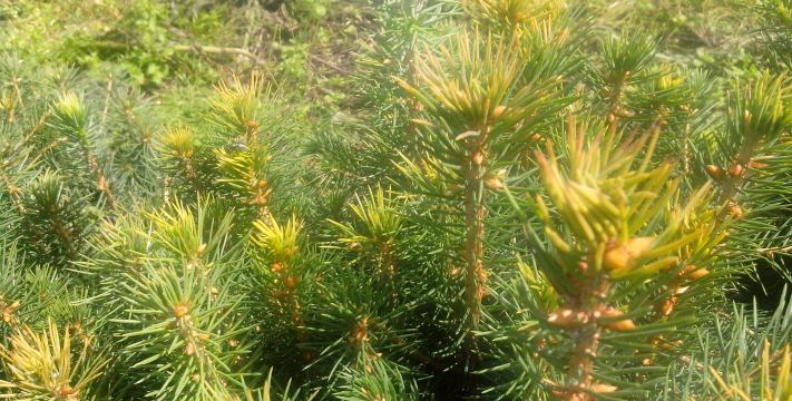 云杉发黄需要什么肥料