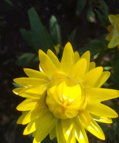 麦秆菊是什么科