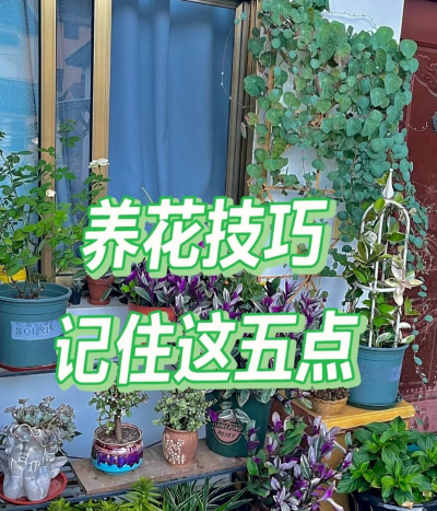 家庭养花用生根粉