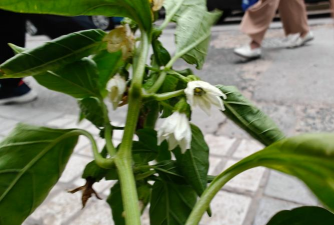 甜椒开什么颜色的花