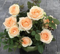 蜜桃雪山要怎么管理