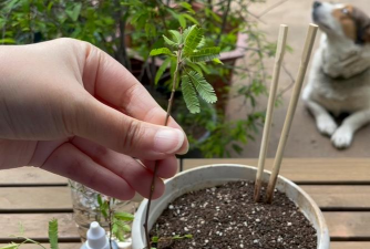 家庭养花用生根粉