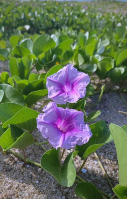 马鞍藤花都有什么颜色