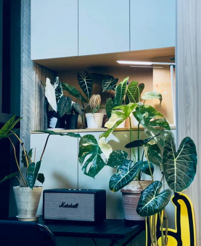 家庭养花用生根粉