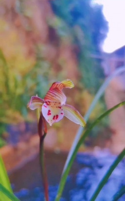 桑兰花长什么样