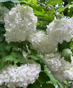 花坛白色花球是什么花