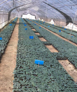 罗汉果组培技术