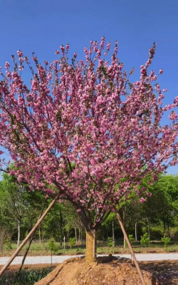 樱花树形是什么