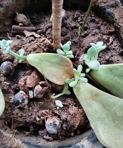 家庭养花用生根粉