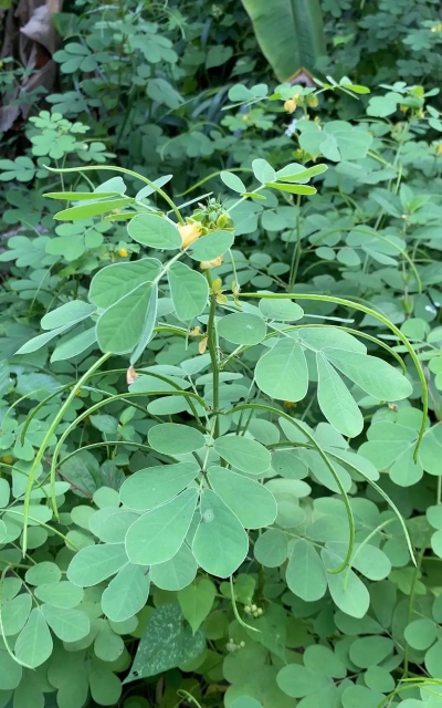 决明子能不能掺土养花