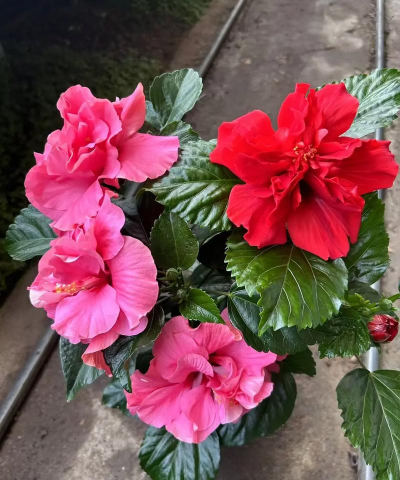 家庭养花用生根粉