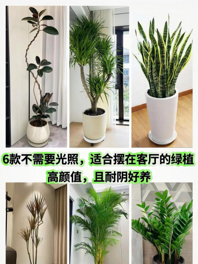 适应家庭养什么绿植物