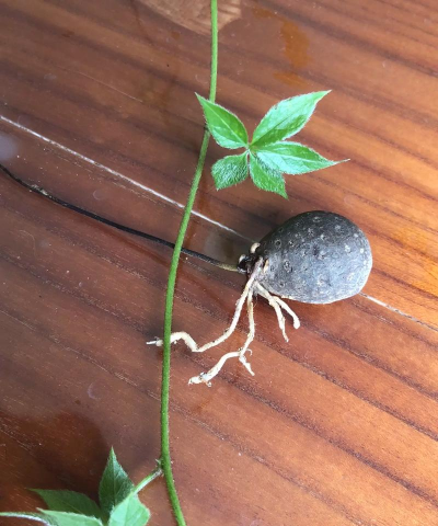 家庭养花用生根粉