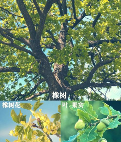 橡树的作用什么地方