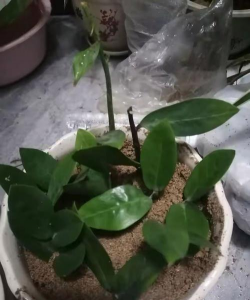 如何用河沙扦插