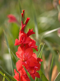 红剑花有什么寓意