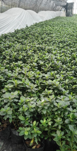 西洋杜鹃叶子什么样子