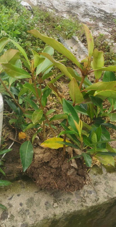 法国冬青的扦插技术