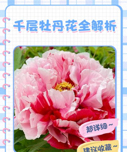 千层牡丹怎么养