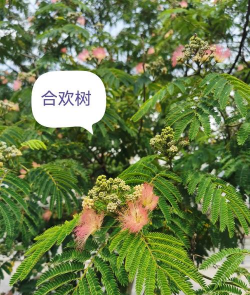 合欢花树怎么繁殖