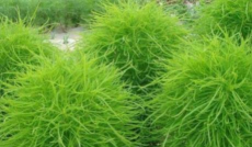 地肤为什么突然生长