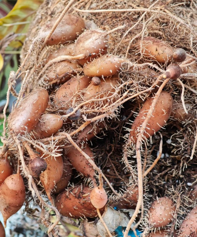 竹芋根球怎么繁殖