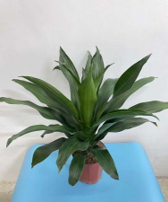 青叶也门铁怎么过冬