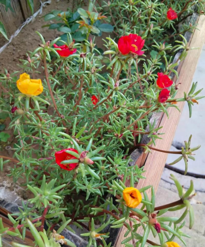 家庭养花用生根粉