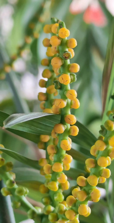 秀珍植物属于什么植物