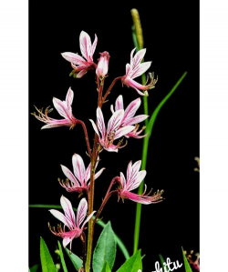 白鲜的名字怎么