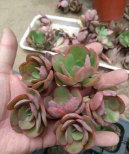 家庭养花用生根粉