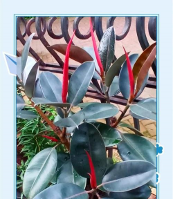 印度榕冬天怎么养殖