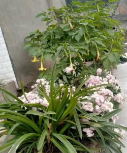 家庭养花用生根粉