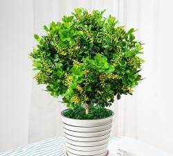 米兰花施什么肥料好