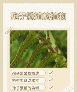 靠孢子繁殖怎么繁殖