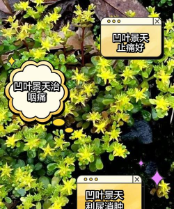 凹叶景天有什么作用