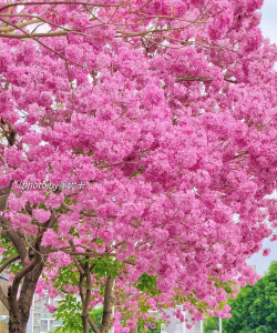 小叶开粉红花什么树