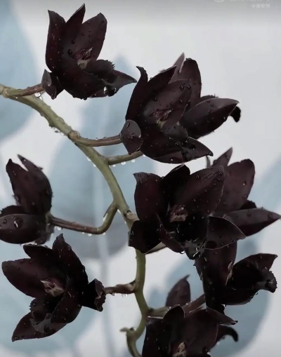 黑珍珠球是什么花卉