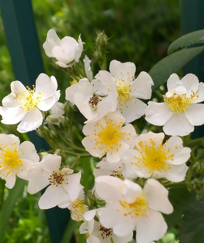 什么是野蔷薇属植物