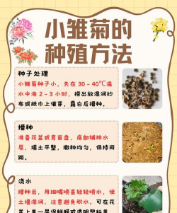 小雏菊幼苗怎么施肥