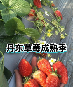 东北草莓什么时候熟
