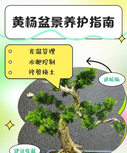 丝棉黄杨的养护方法